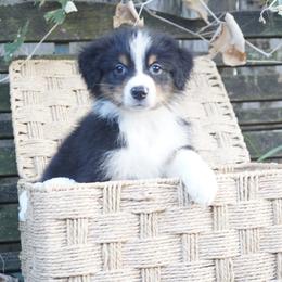 Onyx - Black tri-color male Australian Shepherd puppy in Victoria, Texas from Silvermist Australian Shepherds