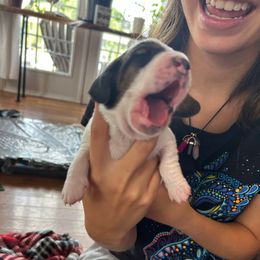 Snow White - Black brown and white female Basset Hound puppy in Willow Spring, North Carolina from Blackberry Creek Basset Hounds
