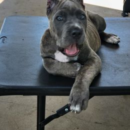 Cane Corso Puppies from Jolaw Kennel