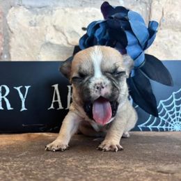 Yellow collar - Fawn female French Bulldog puppy in Tucson, Arizona from Furever Friends