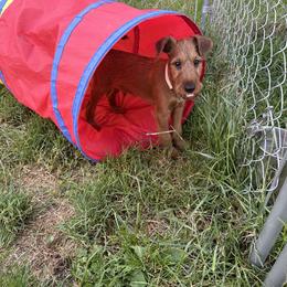 Irish Terrier Puppies from Red Branch Irish Terriers