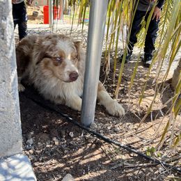 Australian Shepherd Puppies from Oro’z Farm Aussies