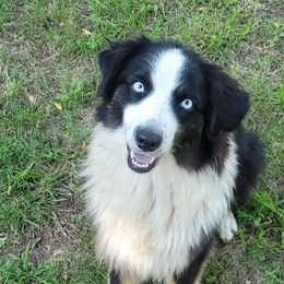 Skye - Australian Shepherd