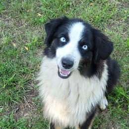 Skye - Australian Shepherd