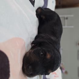 Black and tan 2 - Black and tan male Dachshund puppy in West Plains, Missouri from Spring Creek Dachshunds