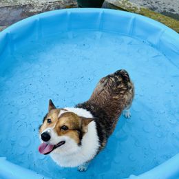 Pembroke Welsh Corgi Puppies from Trowbridge Corgis