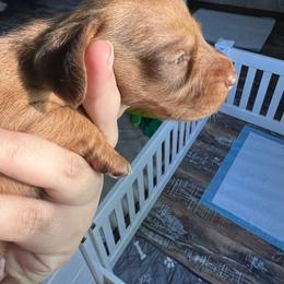 Cream Girl 2 - Cream female Dachshund puppy in Moundville, Missouri from Edgewood Acres Miniature Longhair Dachshunds