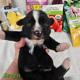 Sevyn - Black and white male Tibetan Terrier puppy in Dorena, Oregon from Angel Tibetans Of Oregon