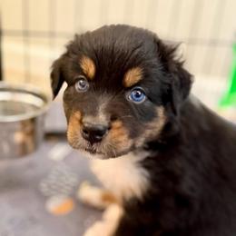 Iris - Black tri-color female Australian Shepherd puppy in Clover, South Carolina from Jo’s Aussies