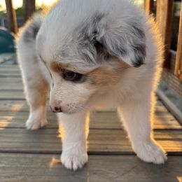 Girl 2 - Blue merle female Australian Shepherd puppy in Fontana, California from J.O Family Aussies
