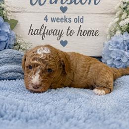 Winston - Red  male Goldendoodle puppy in North Branch, Michigan from Graceful Miniature Goldendoodles