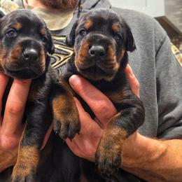 Male 3 - Black and rust male Doberman Pinscher puppy in China Township, Michigan from Snell's Superior Kennel Dobermann & GSP