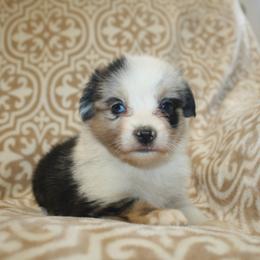Espresso - Blue merle female Miniature Australian Shepherd puppy in Licking, Missouri from Burnett Aussies