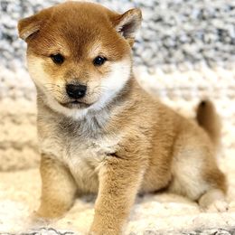 Juniper - Red male Shiba Inu puppy in Trenton, Nebraska from Prairie Shibas