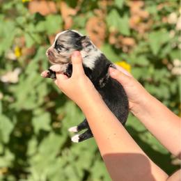 Misty - Blue merle female Australian Shepherd puppy in Odessa, Texas from Yucca Blossom Pups