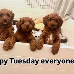 Goldendoodle puppies from Zink Doodles