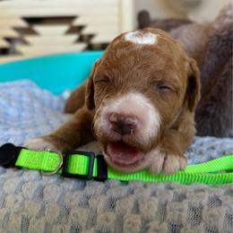 Foliage - Red  male Goldendoodle puppy in Chino Valley, Arizona from Bass Creek Doodles