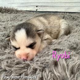 Ryobi - Silver female Pomsky puppy in Krum, Texas from Paw-Some Pomskies