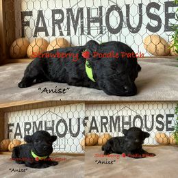 Poodle Puppies from Strawberry Poodle Patch