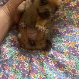 Kitta - Fawn brindled black female Chihuahua puppy in Washington, Washington, D.C. from VIP Chihuahuas