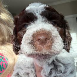 Boy 2 - Brown roan male Lagotto Romagnolo puppy in Sherman, Texas from Texas Lagottos