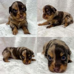 Red Merle female - Red merle female Toy Australian Shepherd puppy in Brooker, Florida from Honey, I Shrunk the Aussies