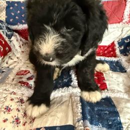 Magenta - Black and white female Sheepadoodle puppy in Eleva, Wisconsin from Molly’s Doodles