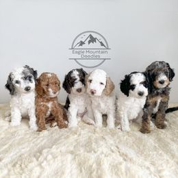 Goldendoodle Puppies from Eagle Mountain Doodles