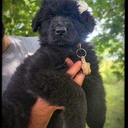 Coconut - Black female German Shepherd puppy in Fort Jennings, Ohio from Von Holtzapple German shepherds
