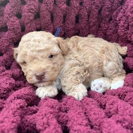 Gunner - Apricot male Poodle puppy in Greenville, South Carolina from Wendy's House Of Poodles LLC