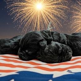 Boy 4 - Black male Cane Corso puppy in Scott County, Tennessee from Nuovo Inizi Kennels