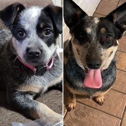 Australian Cattle Dog Puppies from SB Heelers Cattle Dogs and Performance Horses