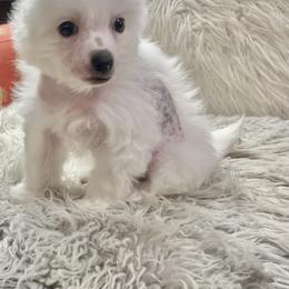 Rudy - White and black male Chinese Crested puppy in Holland, Michigan from The Cranberry Dog