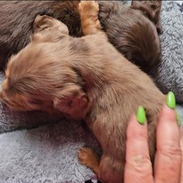 Jack - Chocolate and tan male Dachshund puppy in Strong, Arkansas from Dachshunds R Us