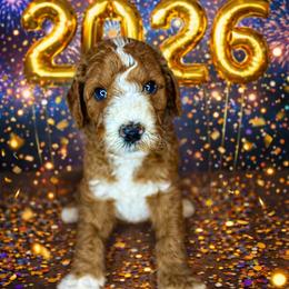 Gravy - Red  male Goldendoodle puppy in Houston, Texas from Golden Life Doodles