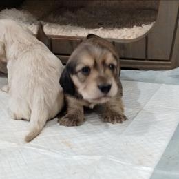 Shaded Cream Boy - Cream male Dachshund puppy in Clarksville, Georgia from Chances R Farm