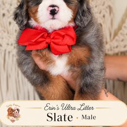 Slate - Merle male Bernedoodle puppy in Norcross, Georgia from Teddy Puppies