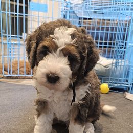 Aussiedoodle and Double Doodle Puppies from Parrish Precious Ones Texas