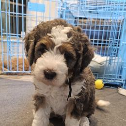 Aussiedoodle and Double Doodle Puppies from Parrish Precious Ones Texas