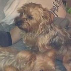 Yorkshire Terriers from Trail of Unforgettable Yorkies