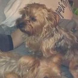 Yorkshire Terriers from Trail of Unforgettable Yorkies