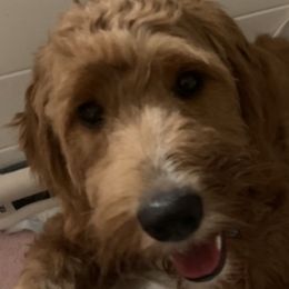 Sassy - Goldendoodle