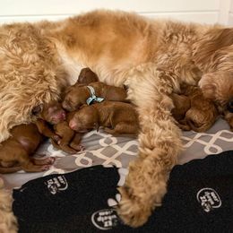 Aussiedoodles, Bernedoodles, and Goldendoodles from Rose Creek Ranch