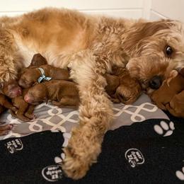 Aussiedoodles, Bernedoodles, and Goldendoodles from Rose Creek Ranch