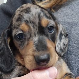 Gunner - Dachshund