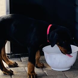 Doberman Pinscher Puppies from TeatreeDoberman