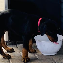 Doberman Pinscher Puppies from TeatreeDoberman