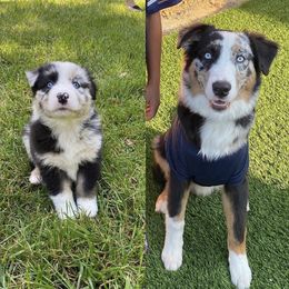 Australian Shepherd All Grown Up from A&K’s Aussies