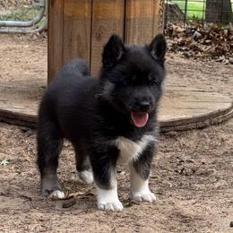 Edith - Black and white female Siberian Husky puppy in Colfax, Wisconsin from Grove’s Siberian Huskies