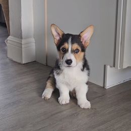 Pembroke Welsh Corgi Puppies from McMillion Corgis